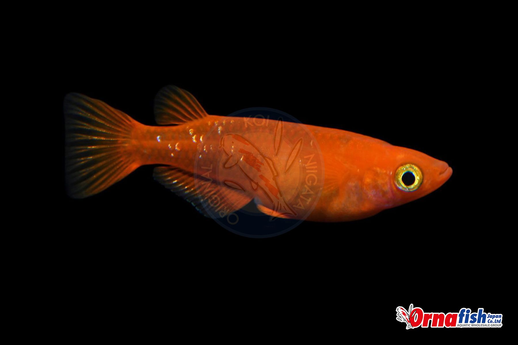 Koi
