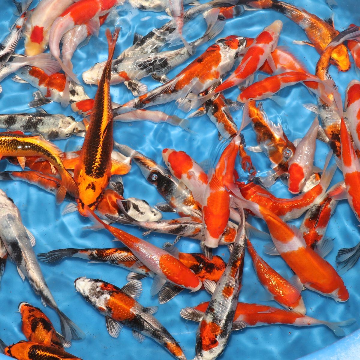 Japanese Koi Export from Niigata | Ornafish