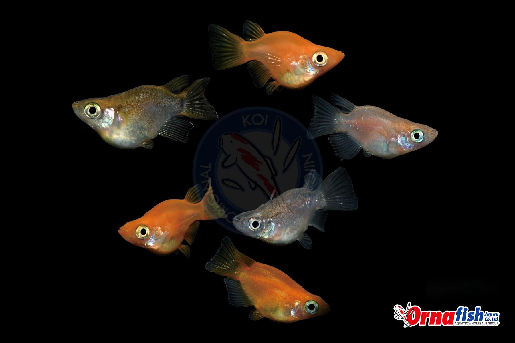 Koi