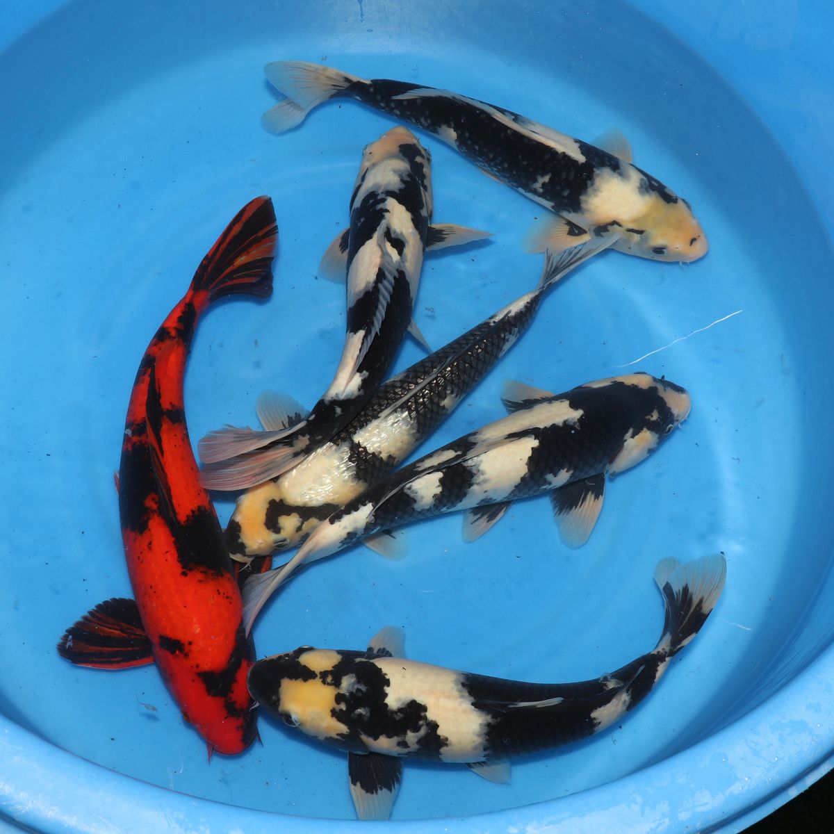 Koi