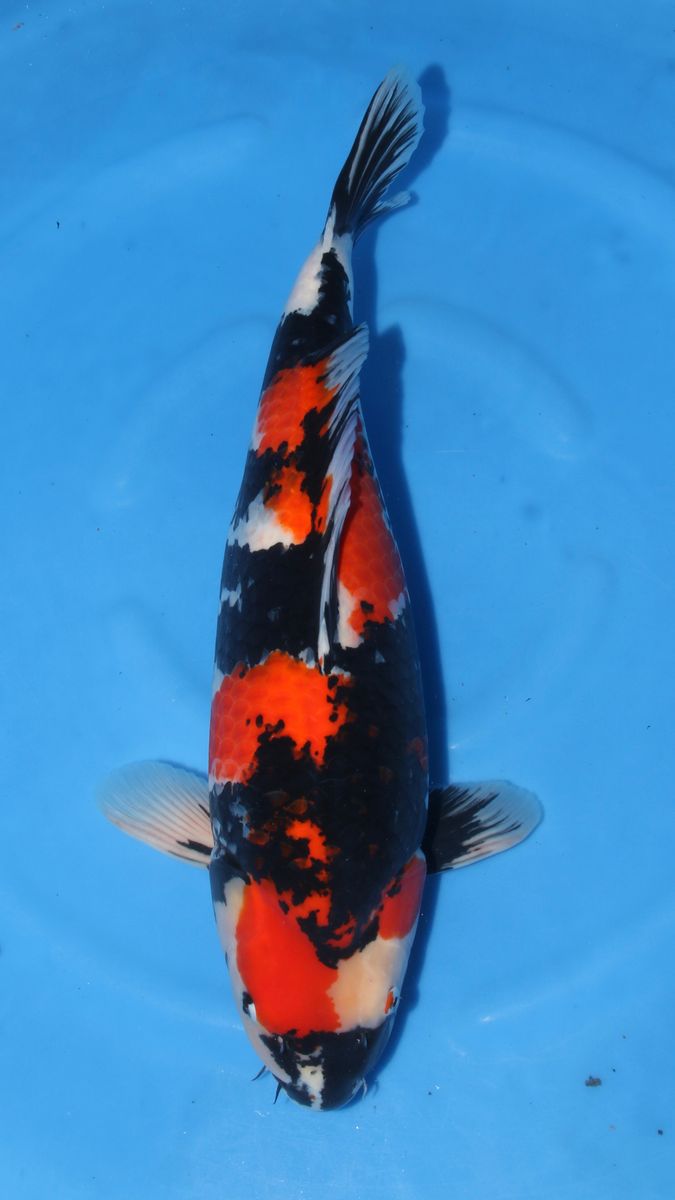 Koi