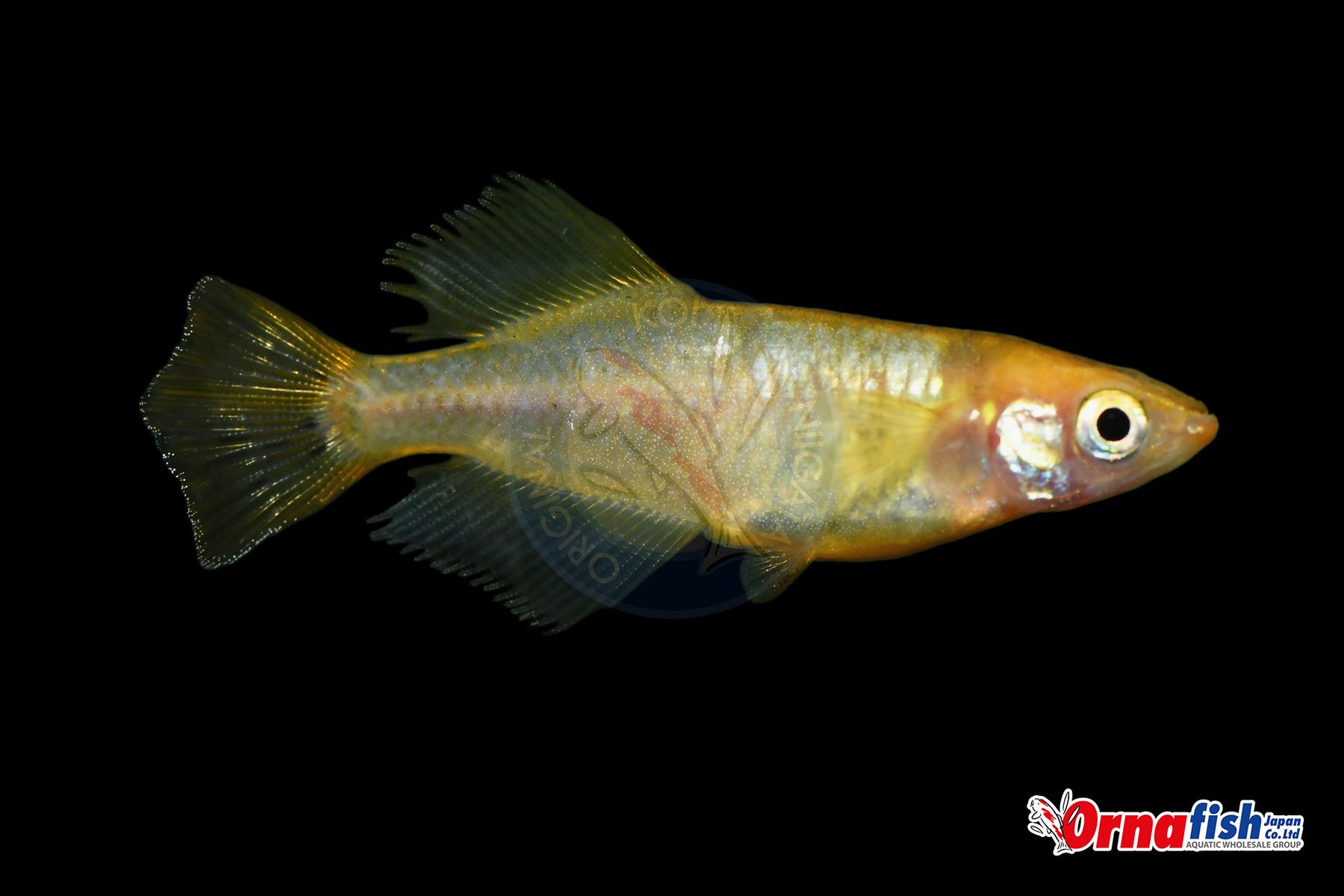 Koi