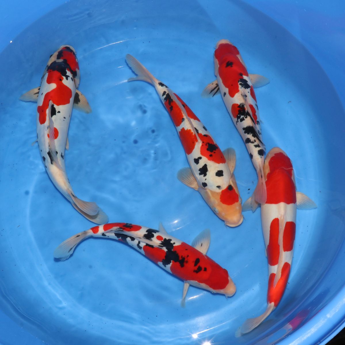 Koi