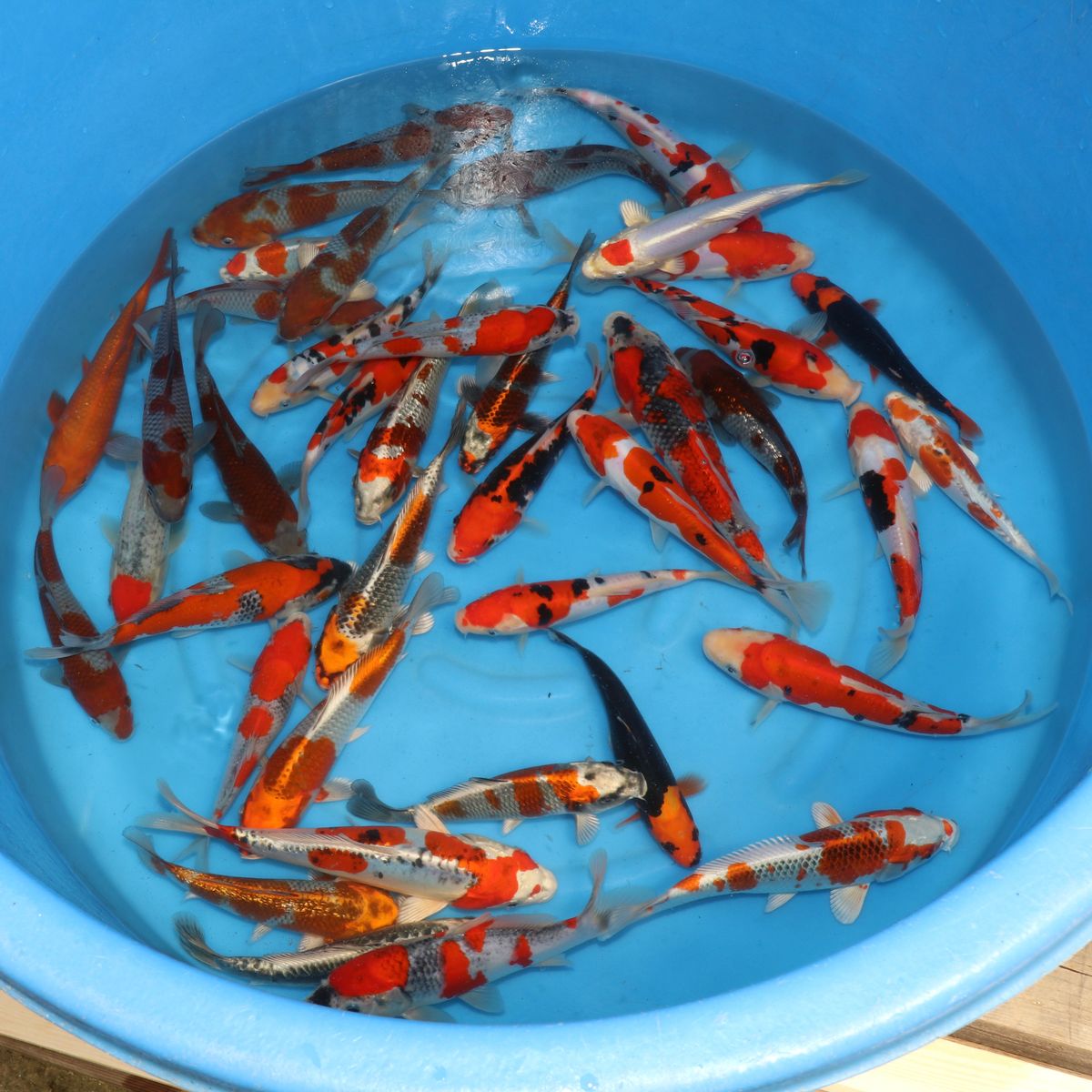 Koi