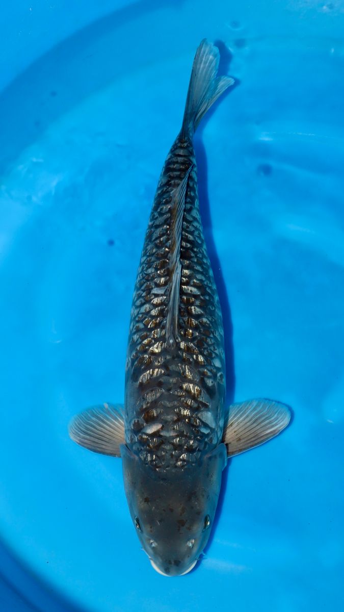 Koi