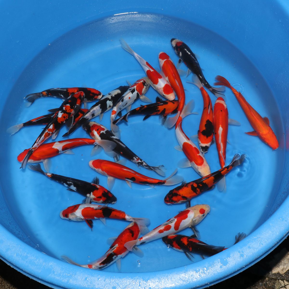 Koi