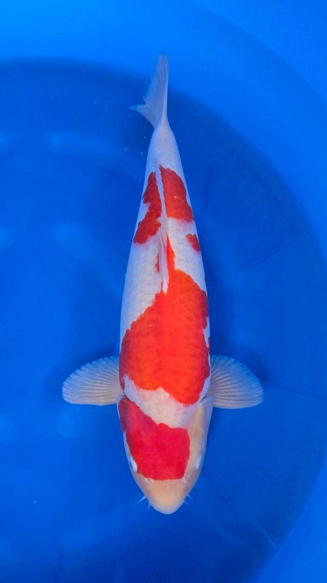 Koi