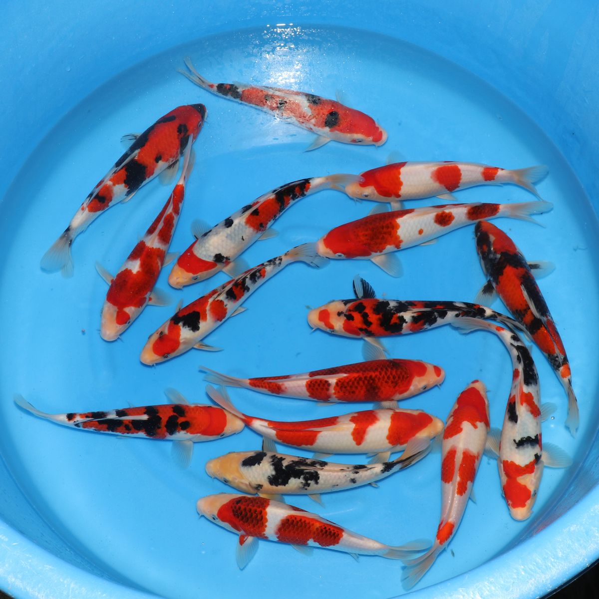 Koi