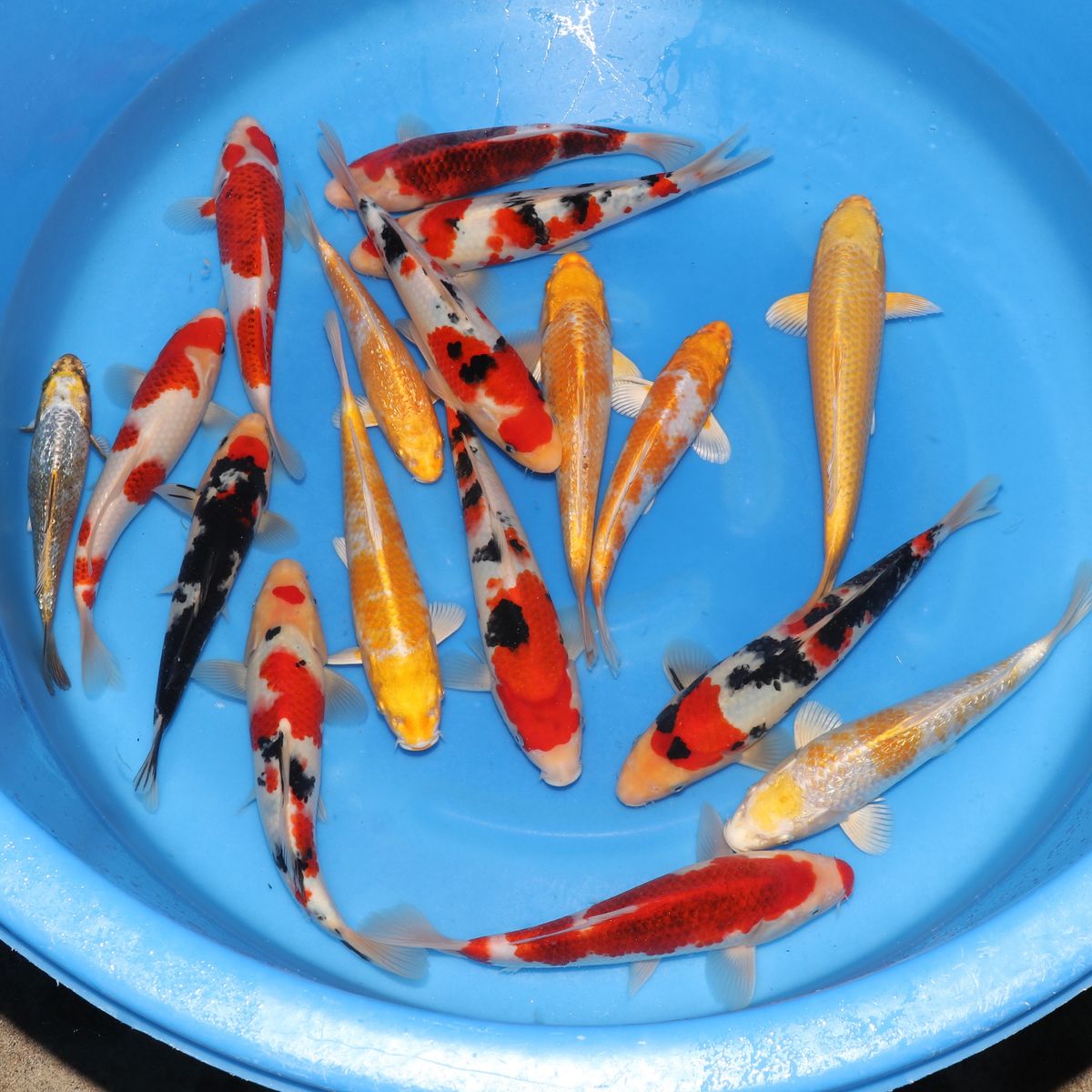 Koi