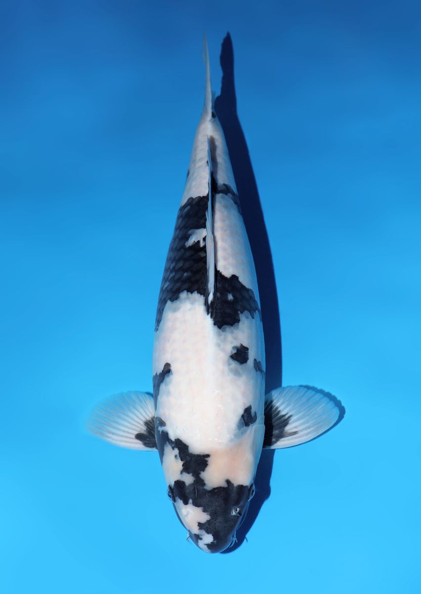 Koi