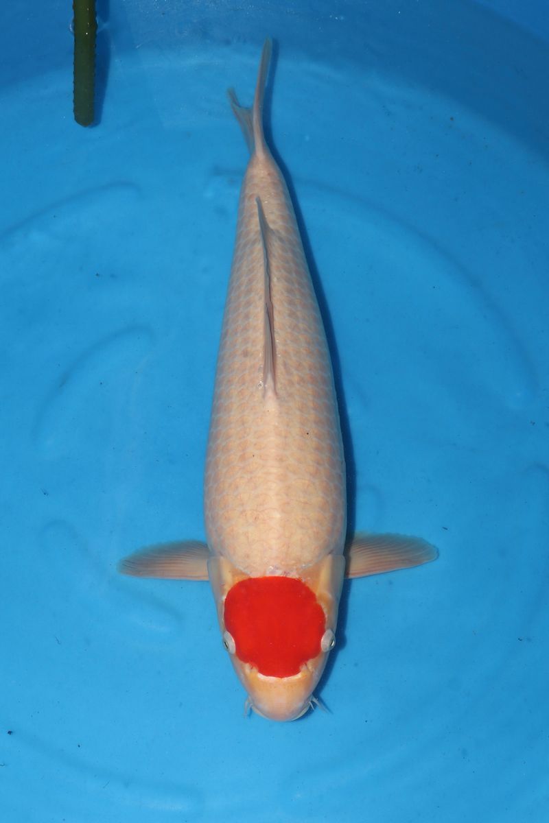 Koi
