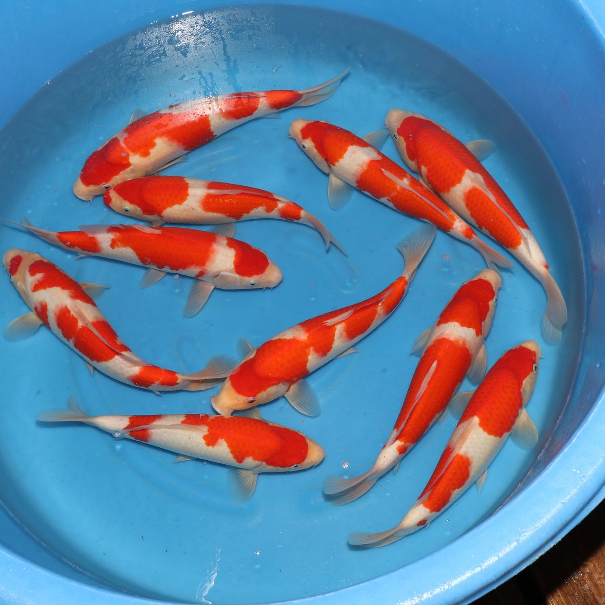 Koi