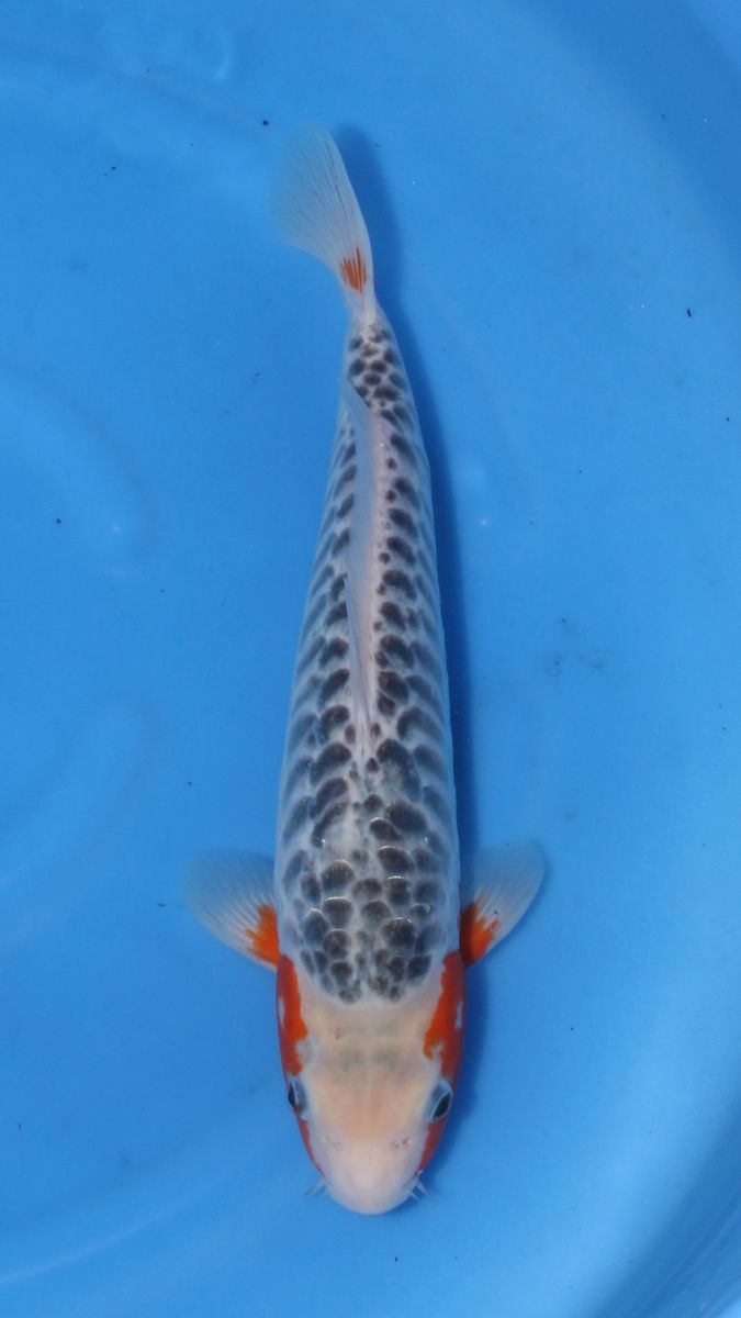 Koi