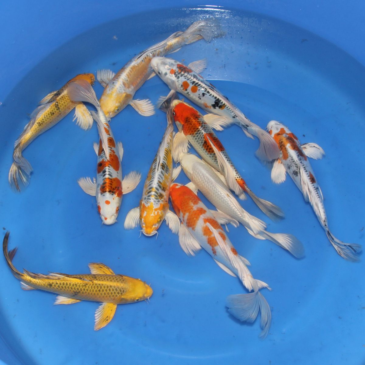 Koi