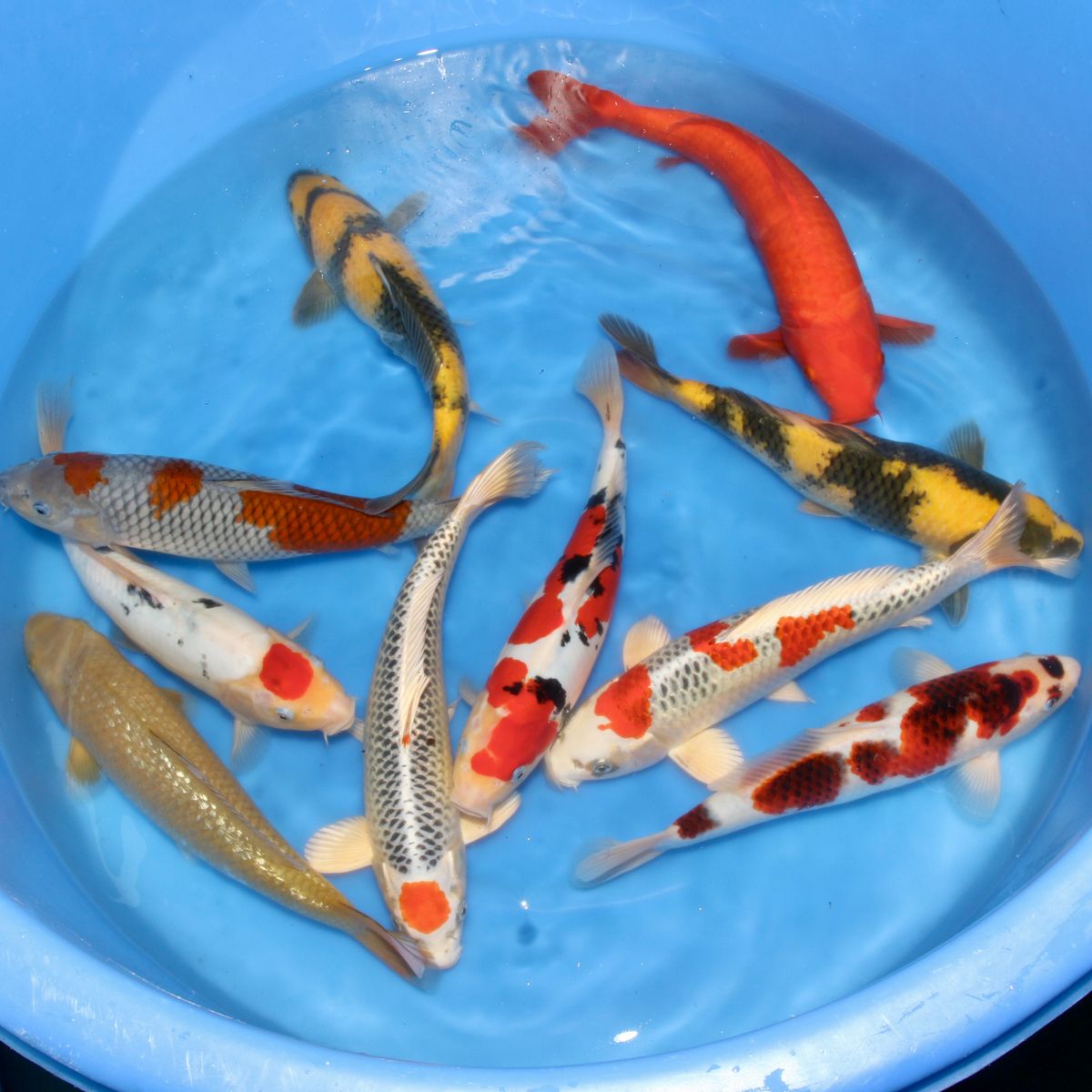Koi
