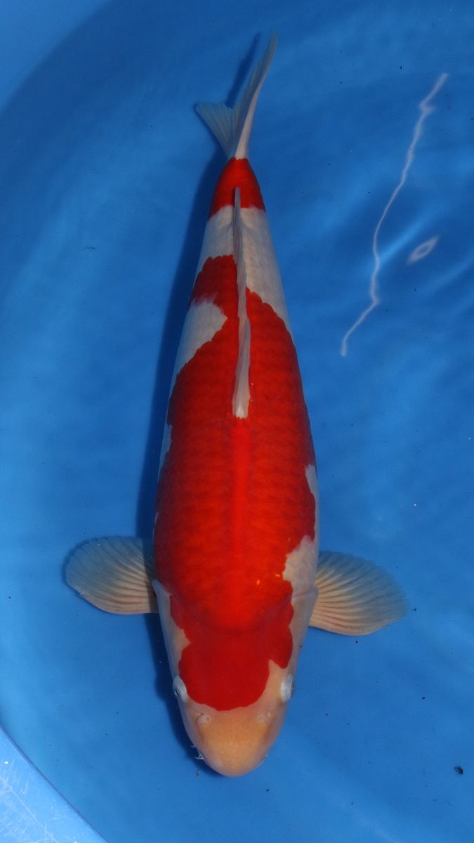 Koi
