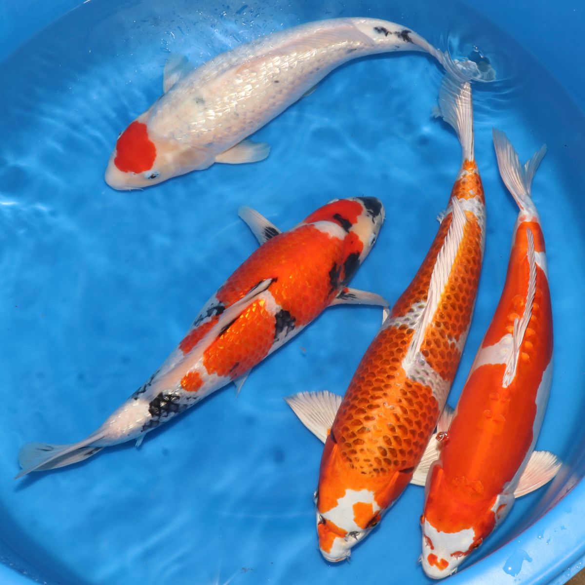 Koi