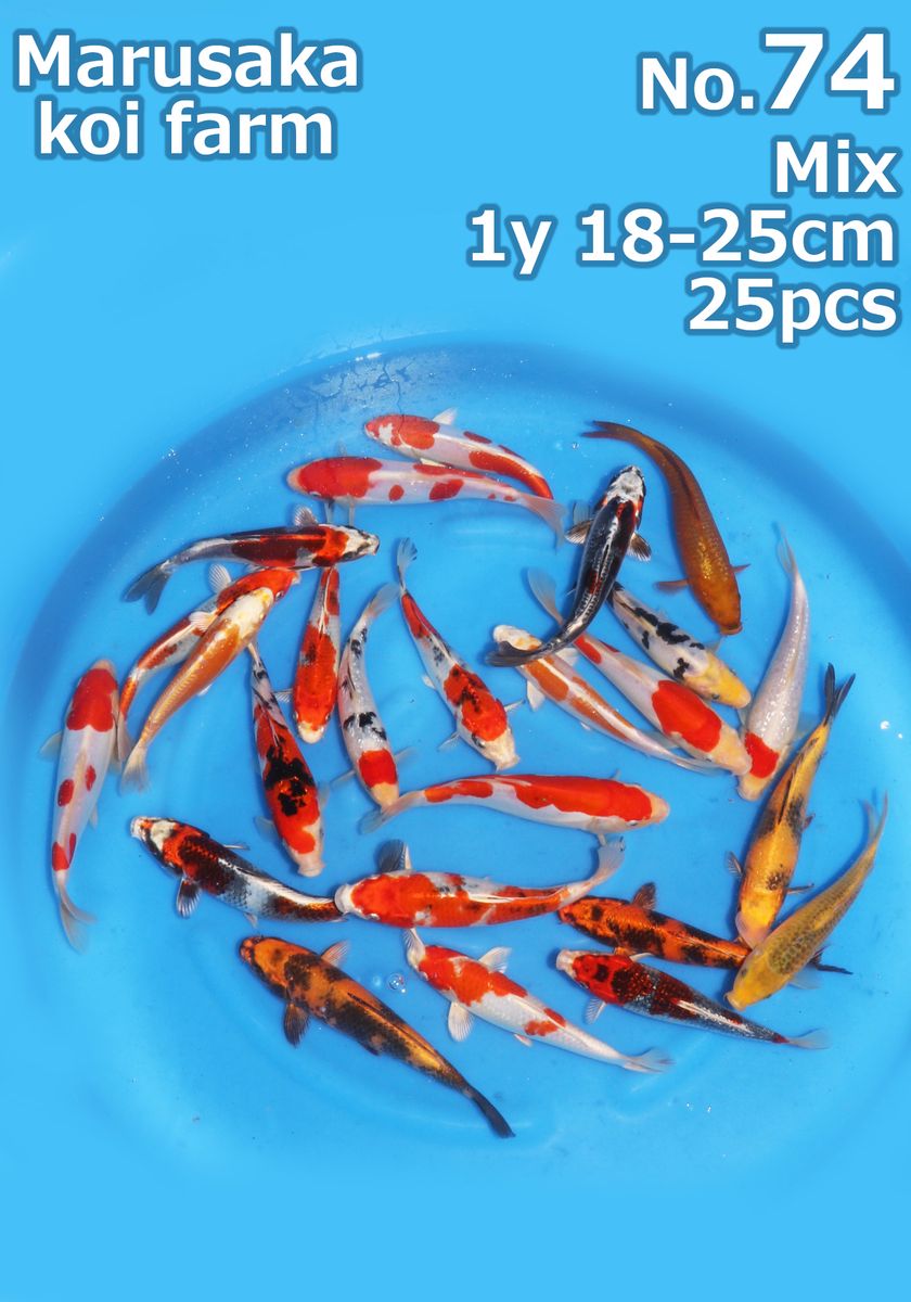 Koi