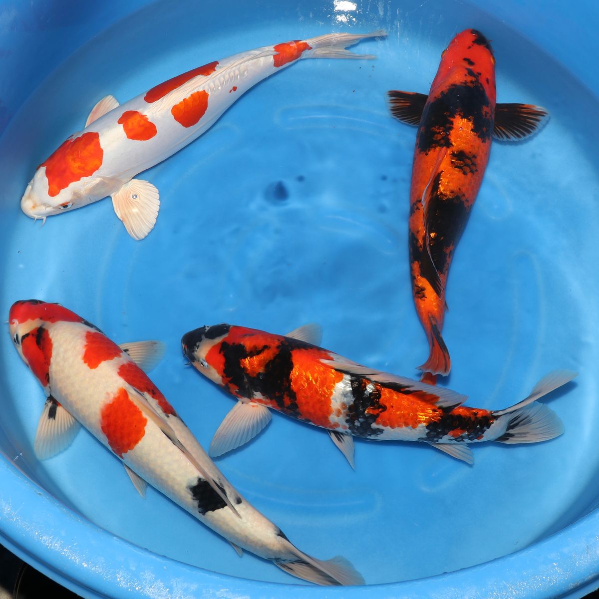 Koi