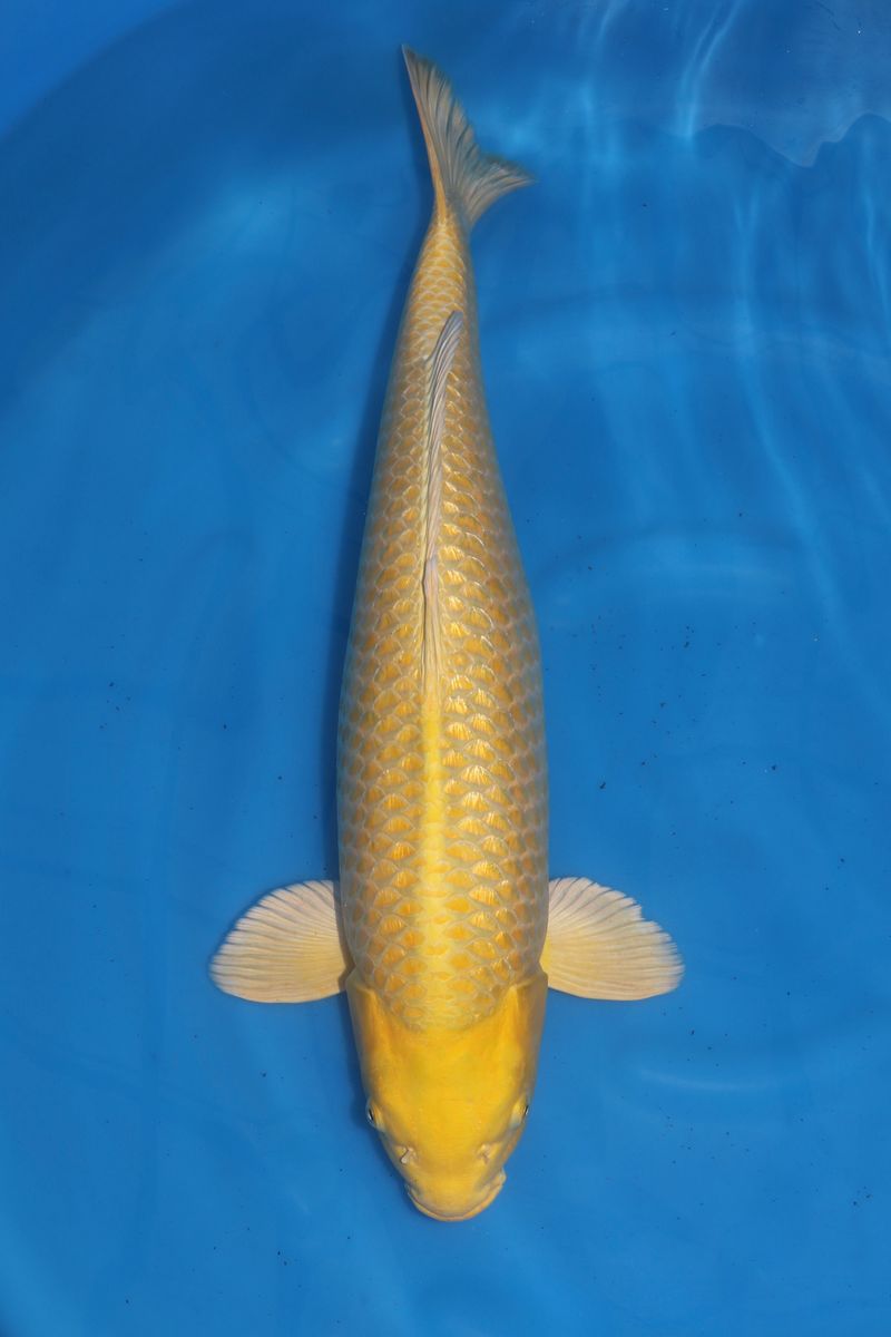 Koi