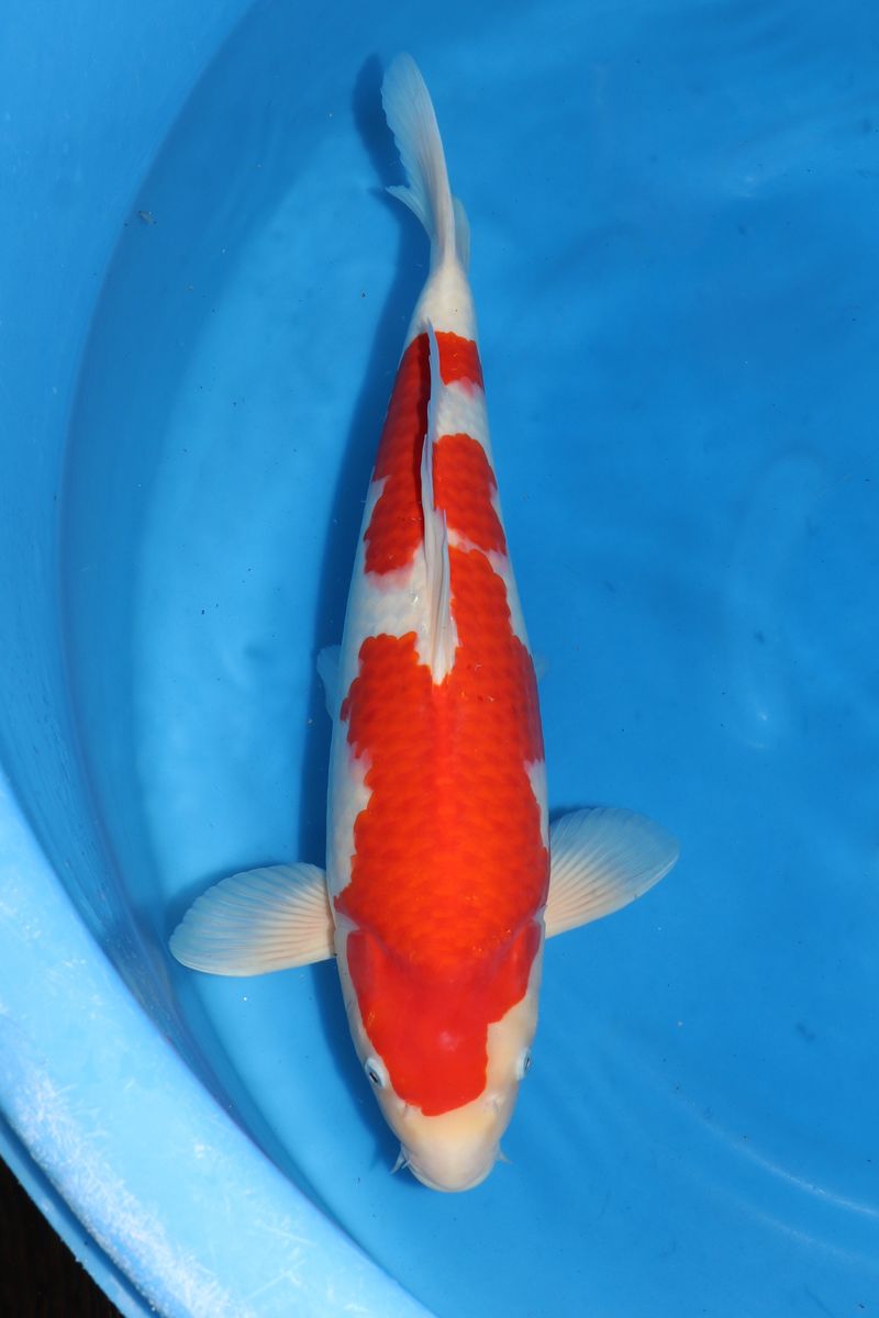 Koi