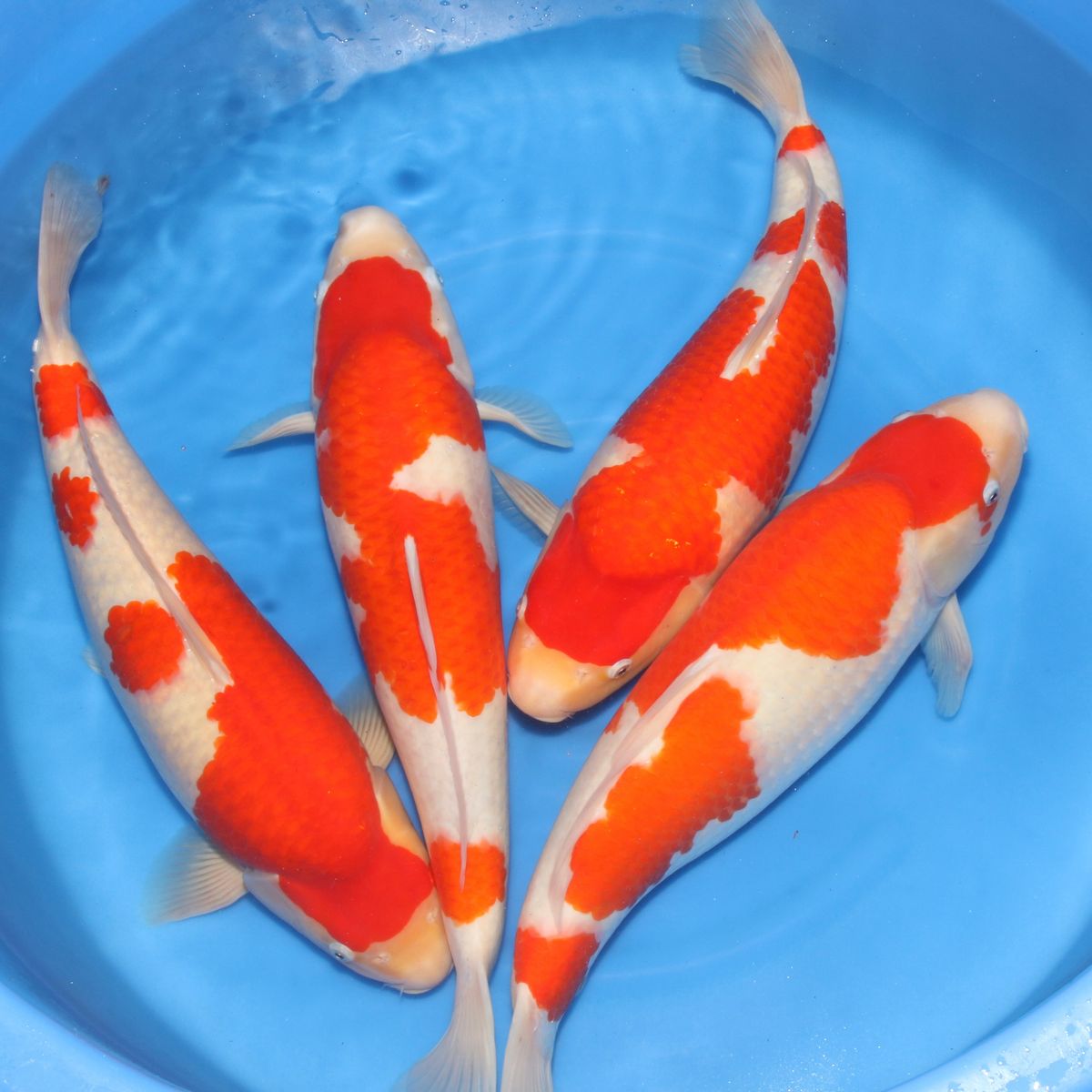 Koi