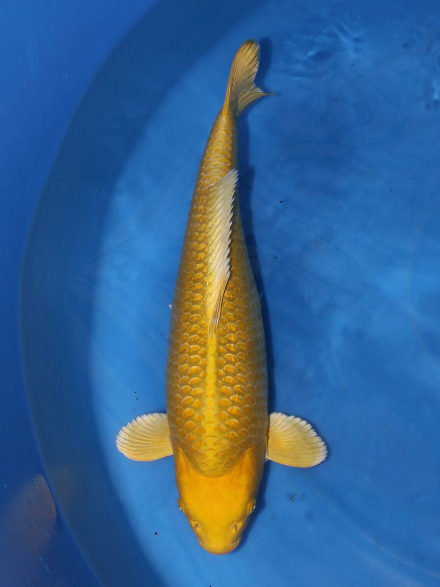 Koi