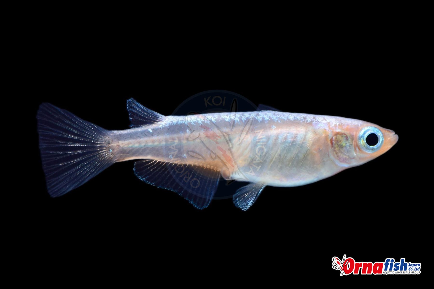 Koi