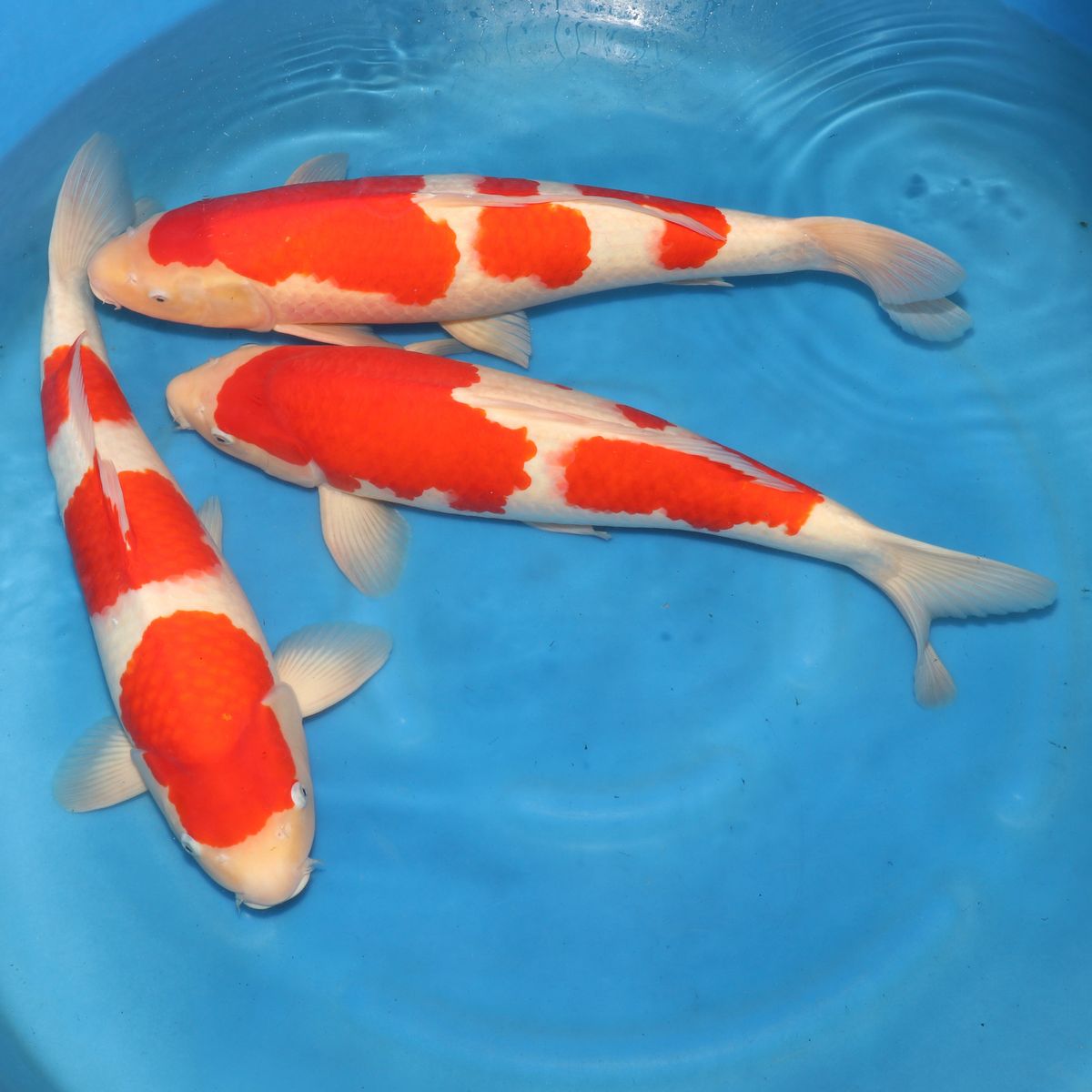 Koi