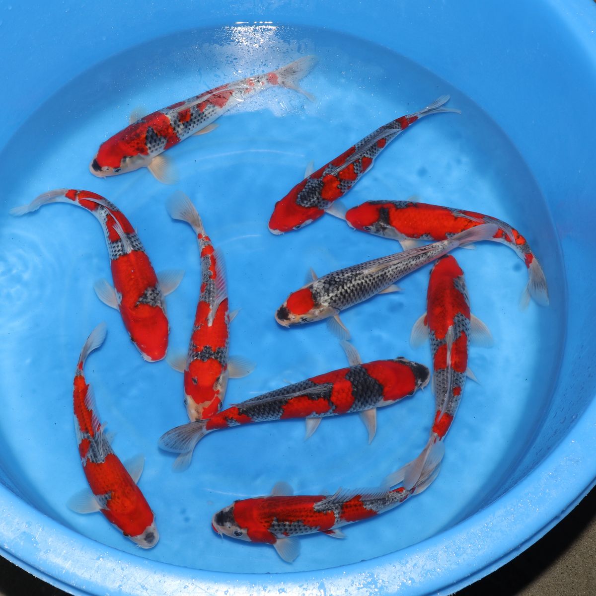Koi