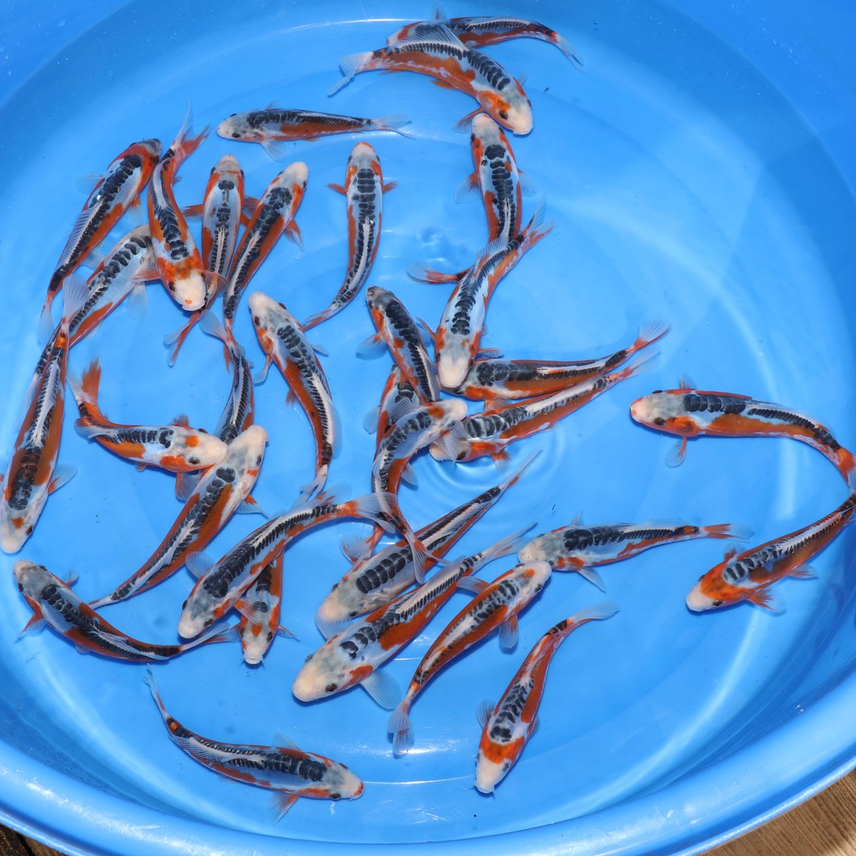 Koi