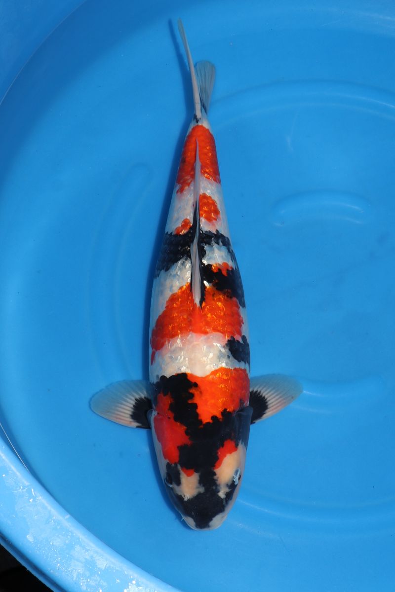 Koi