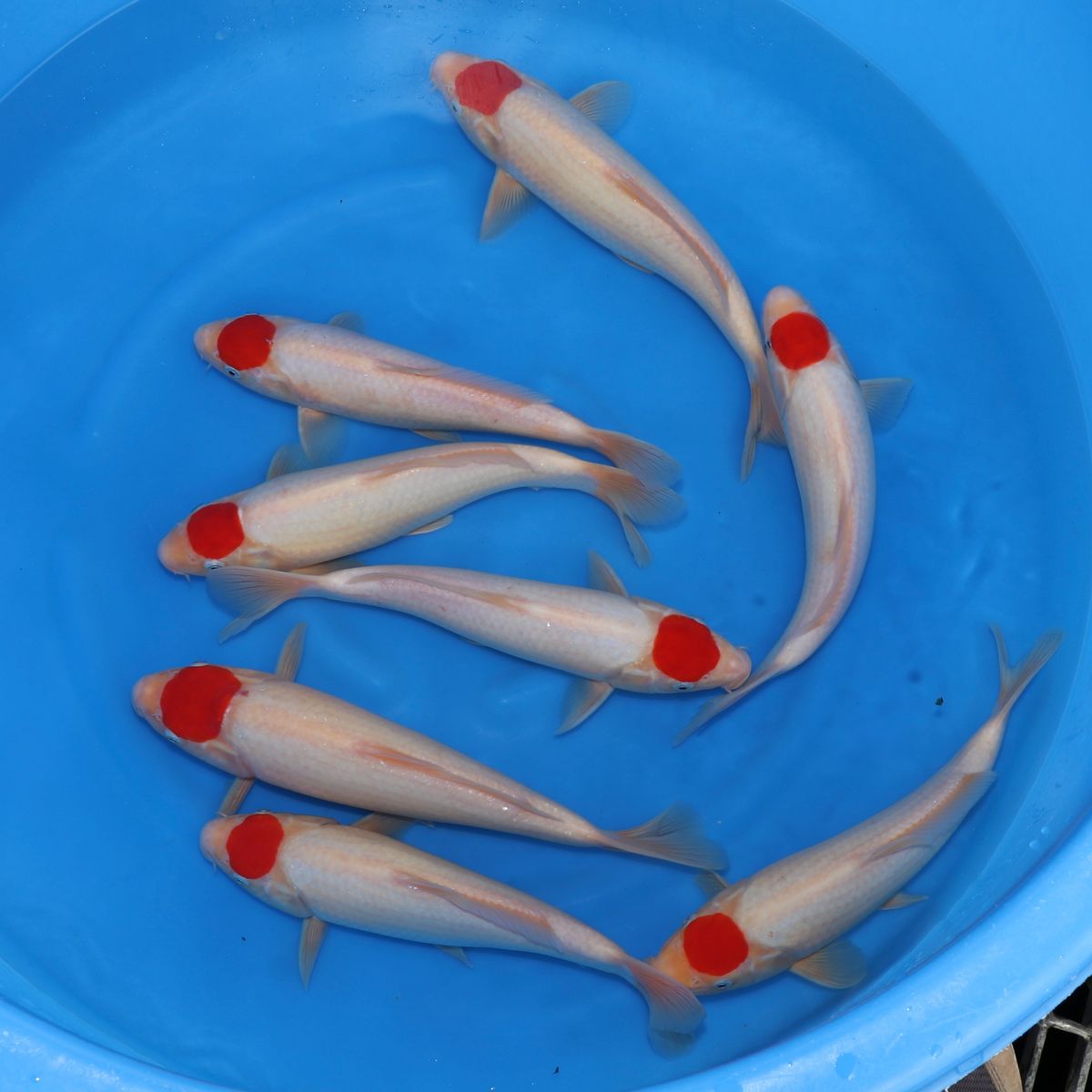 Koi