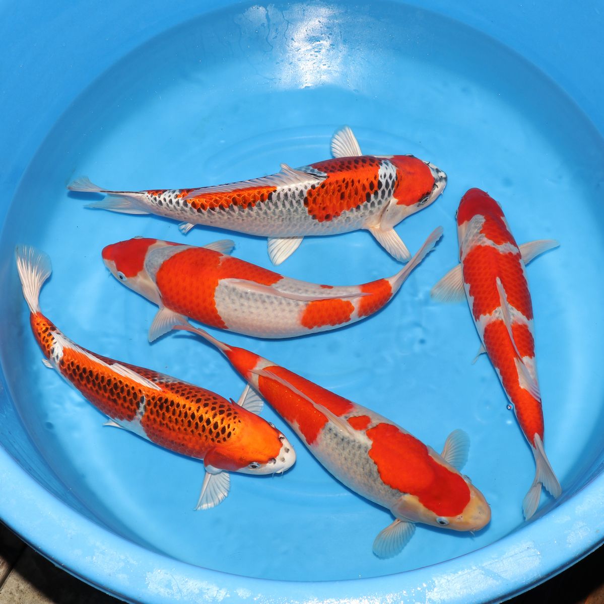 Koi