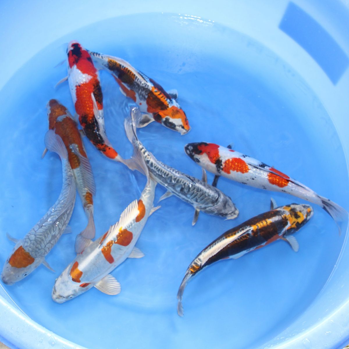 Koi