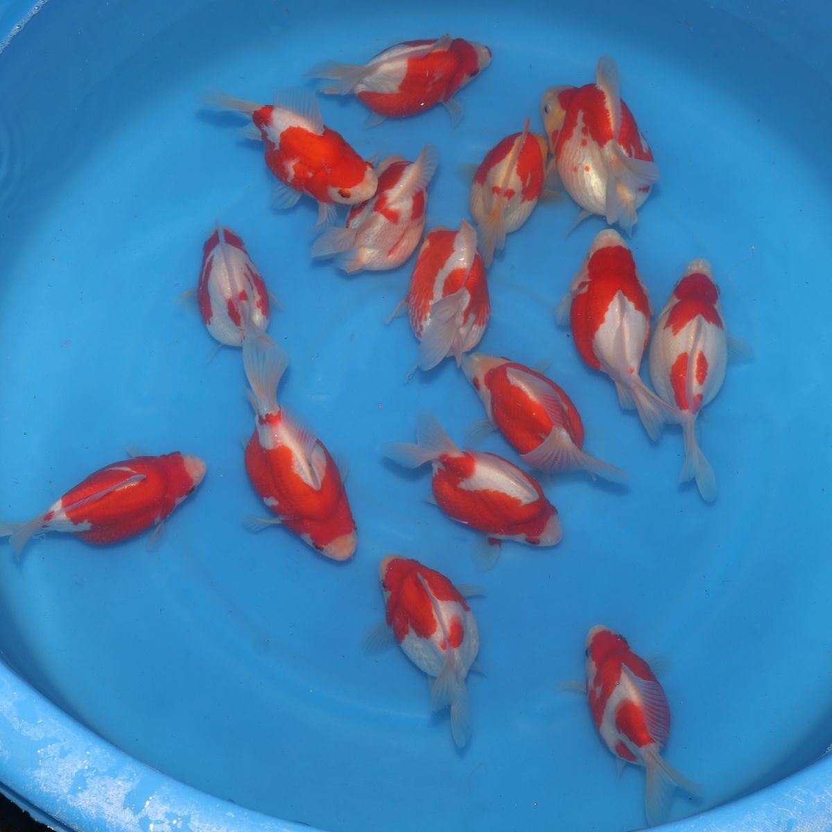 Koi