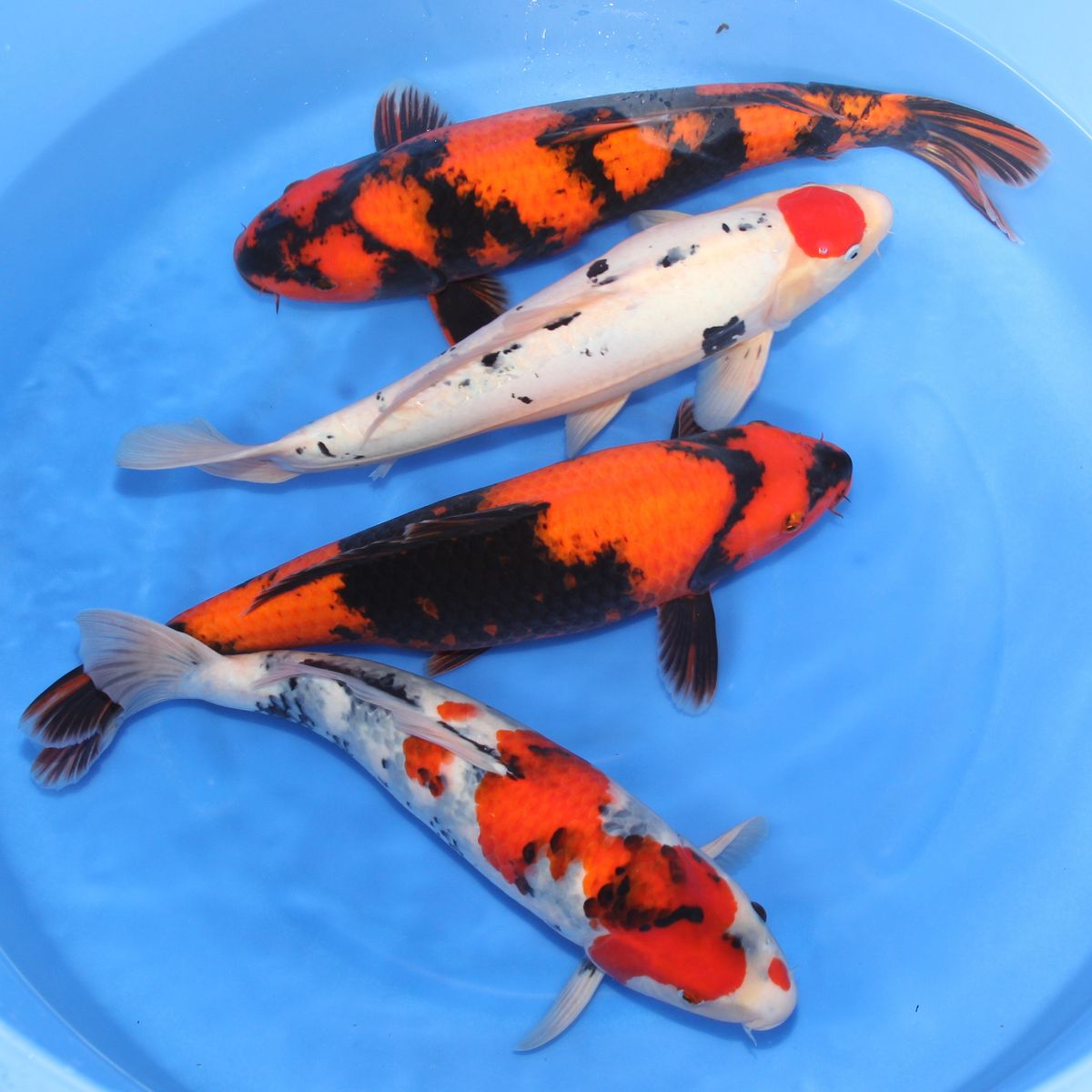 Koi