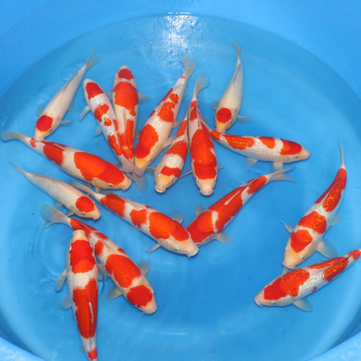 Koi