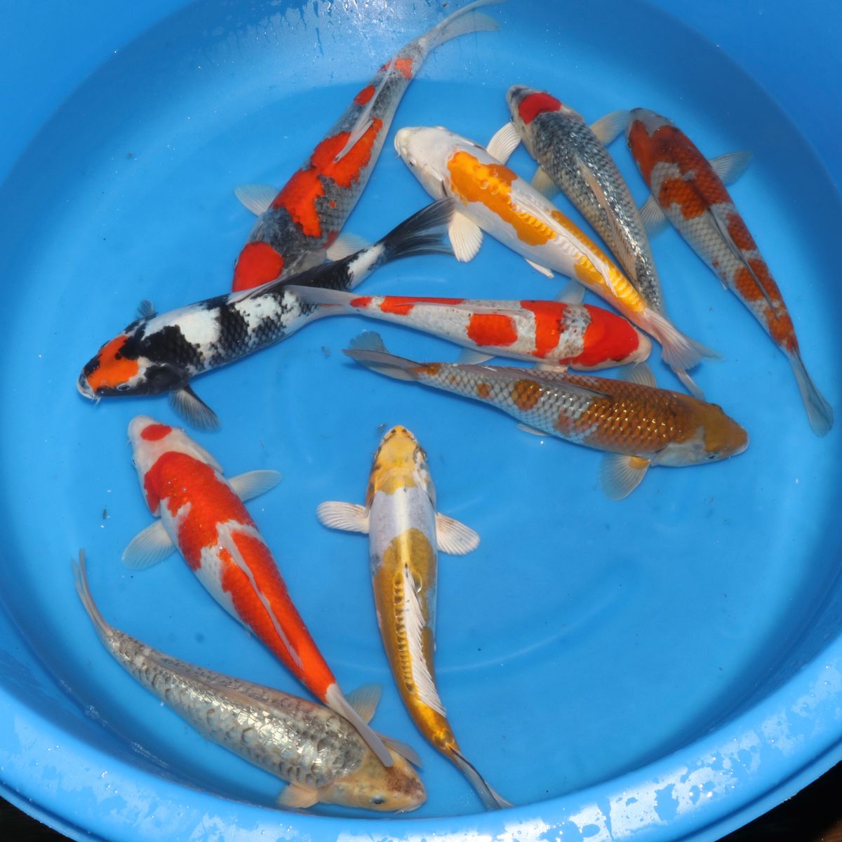 Koi