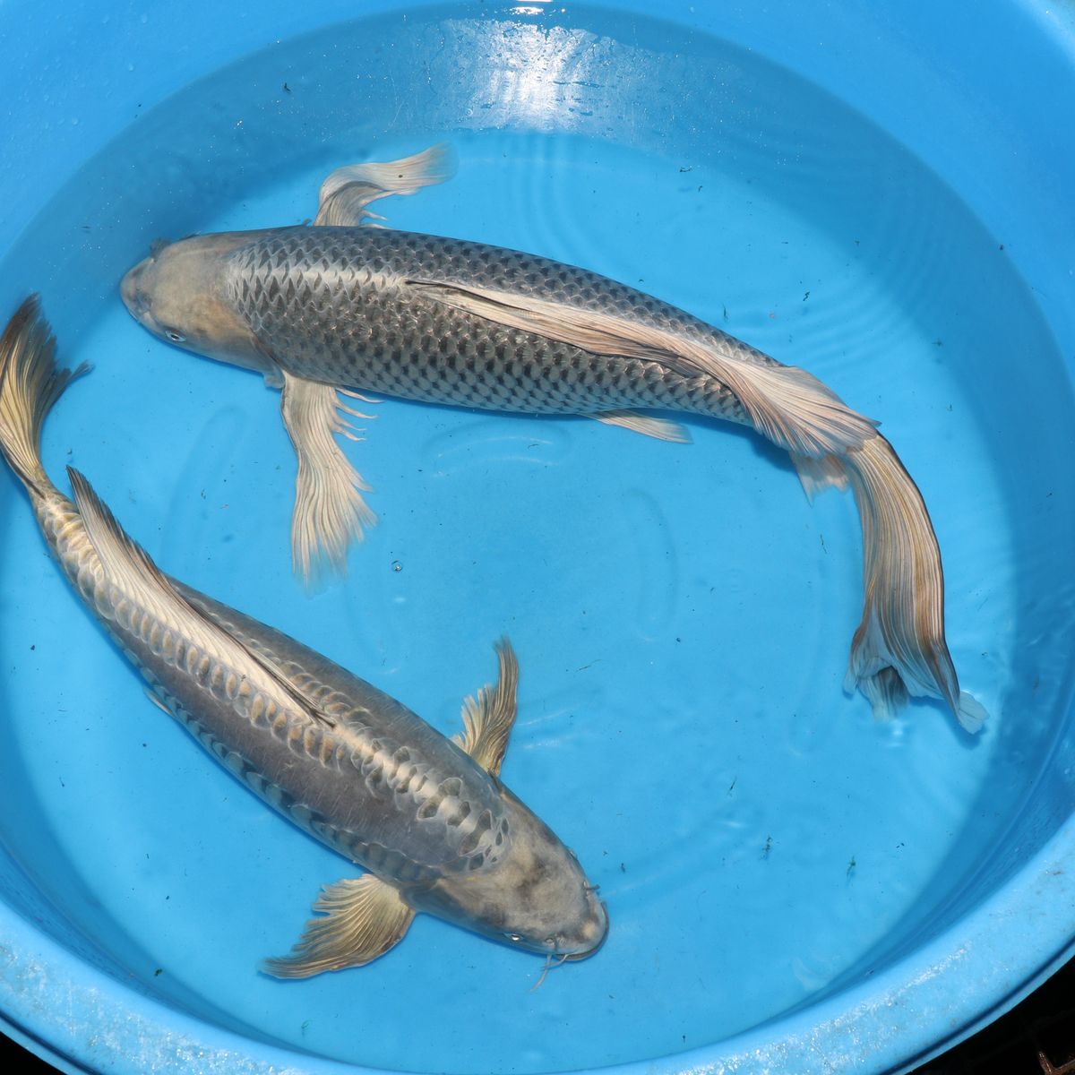 Koi