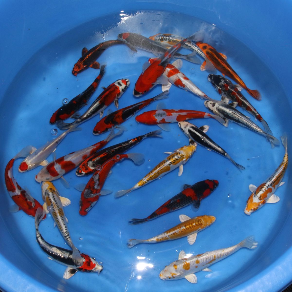 Koi