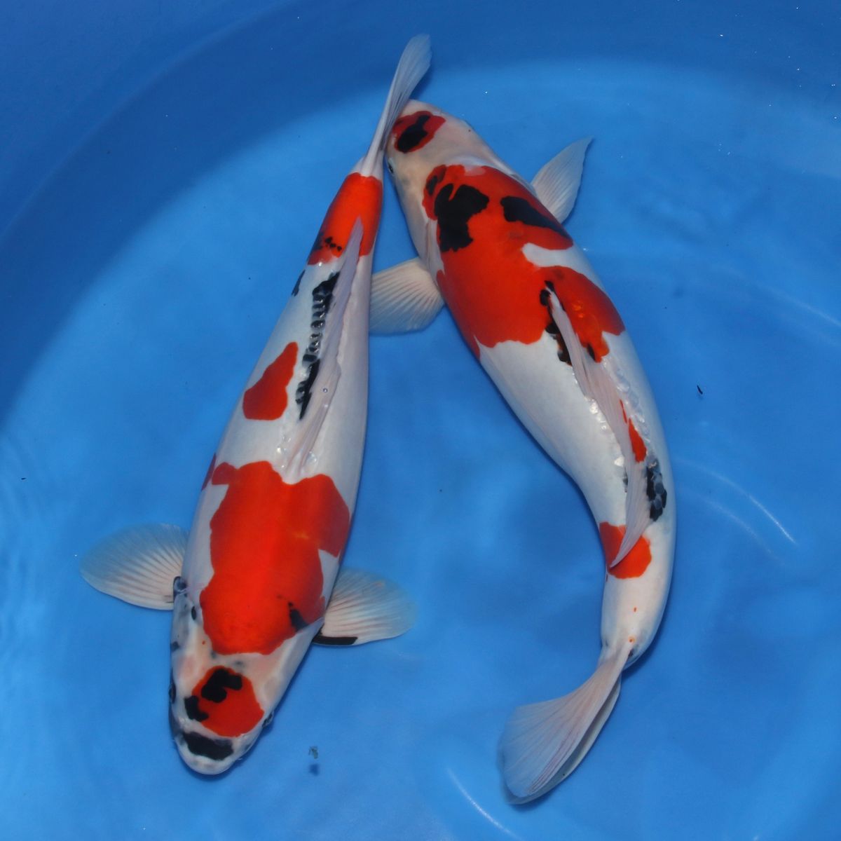 Koi