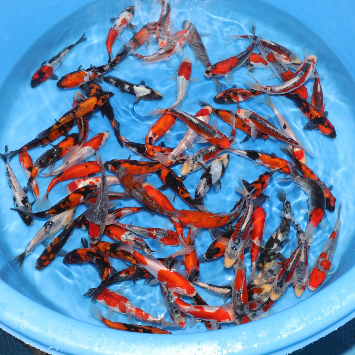 Koi