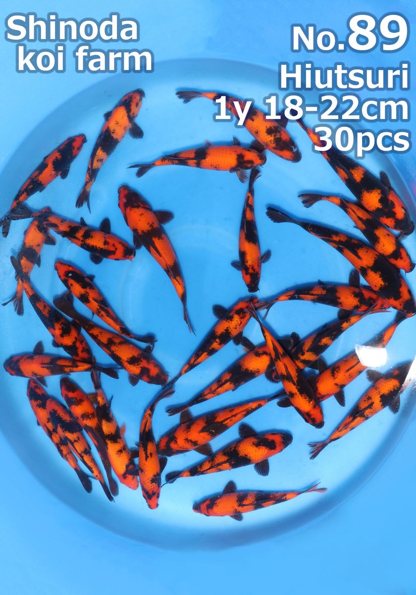 Koi
