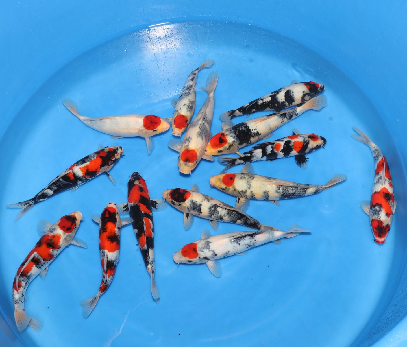 Koi