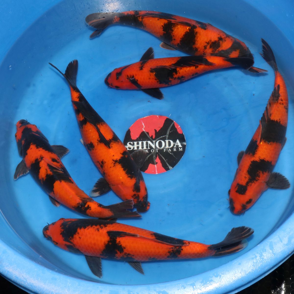 Koi