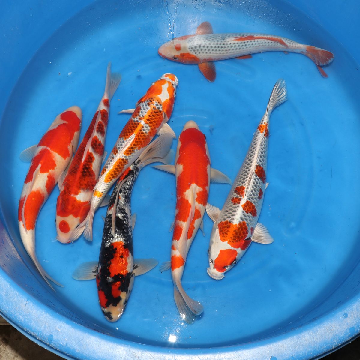 Koi