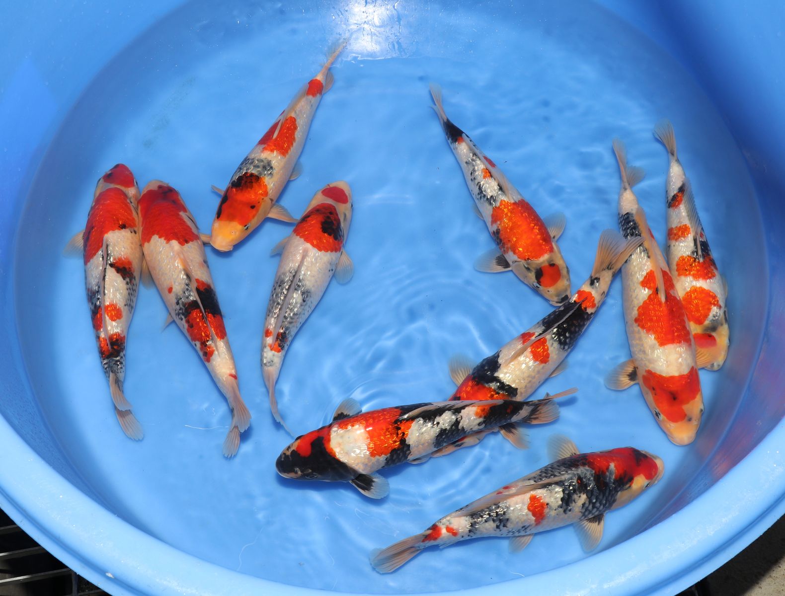 Koi
