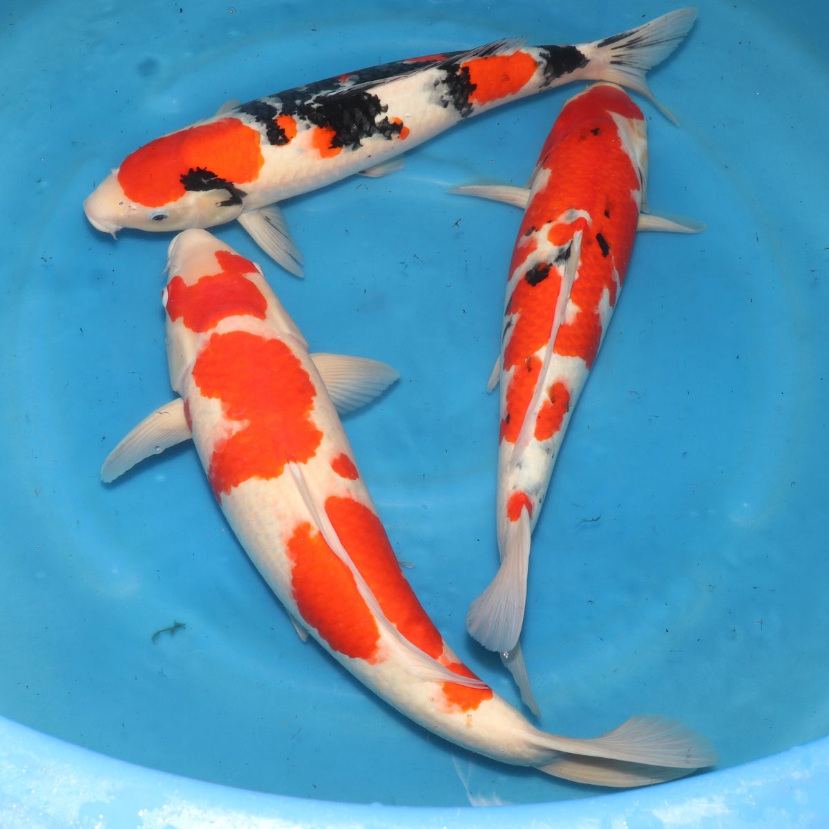 Nisai Male Kohaku/Sanke | 52-57 cm | Odakan Niigata | Ornafish