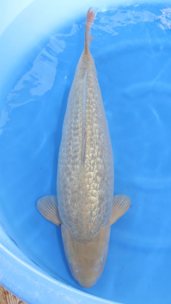 Koi